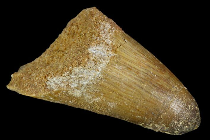 Cretaceous Fossil Crocodile Tooth - Morocco #122450